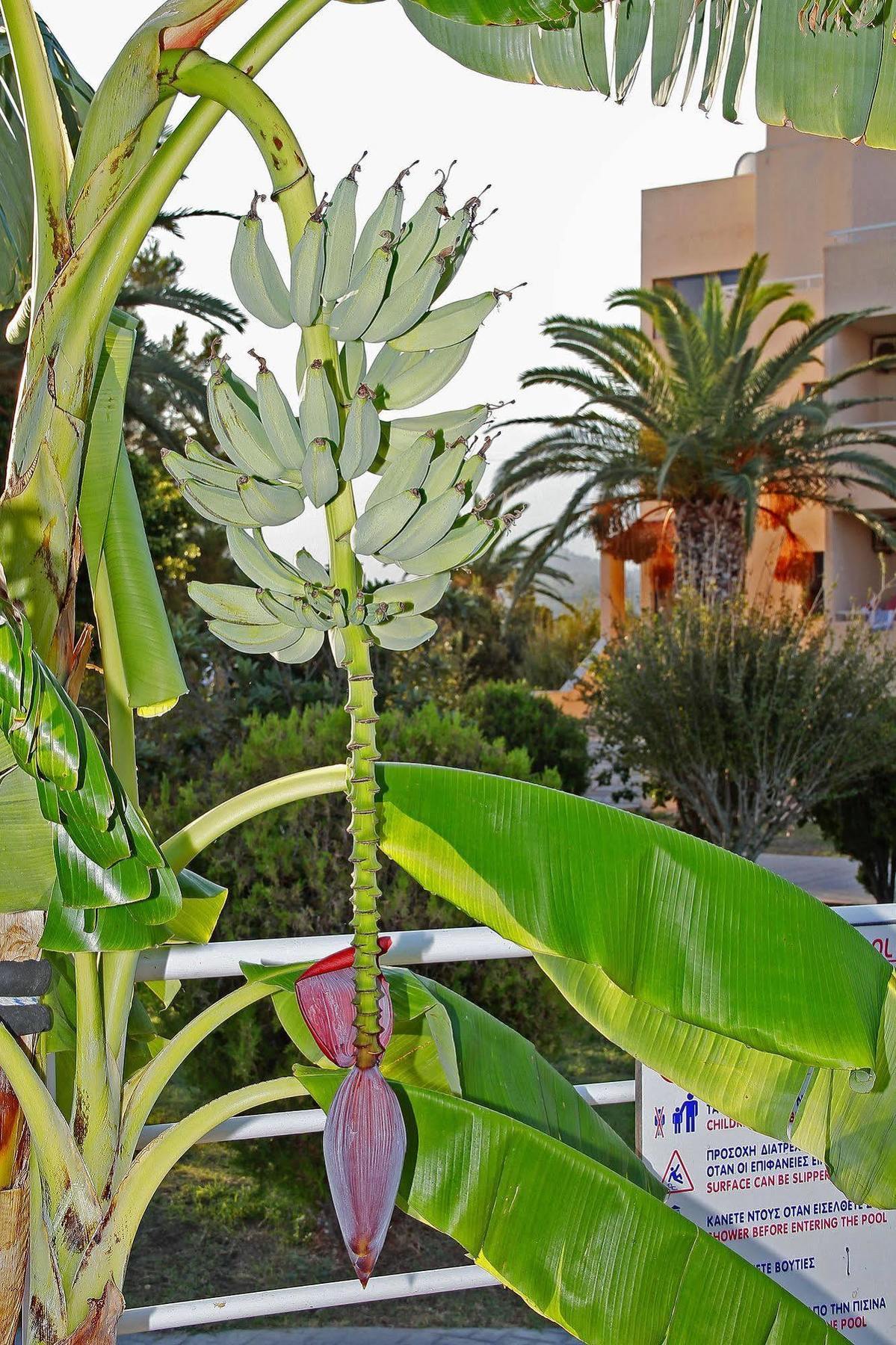Roseland'S Hotel Marmari (Kos) Exterior foto